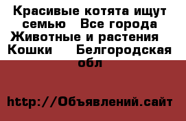 Красивые котята ищут семью - Все города Животные и растения » Кошки   . Белгородская обл.